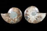 Cut & Polished Ammonite Fossil - Crystal Filled Chambers #79696-1